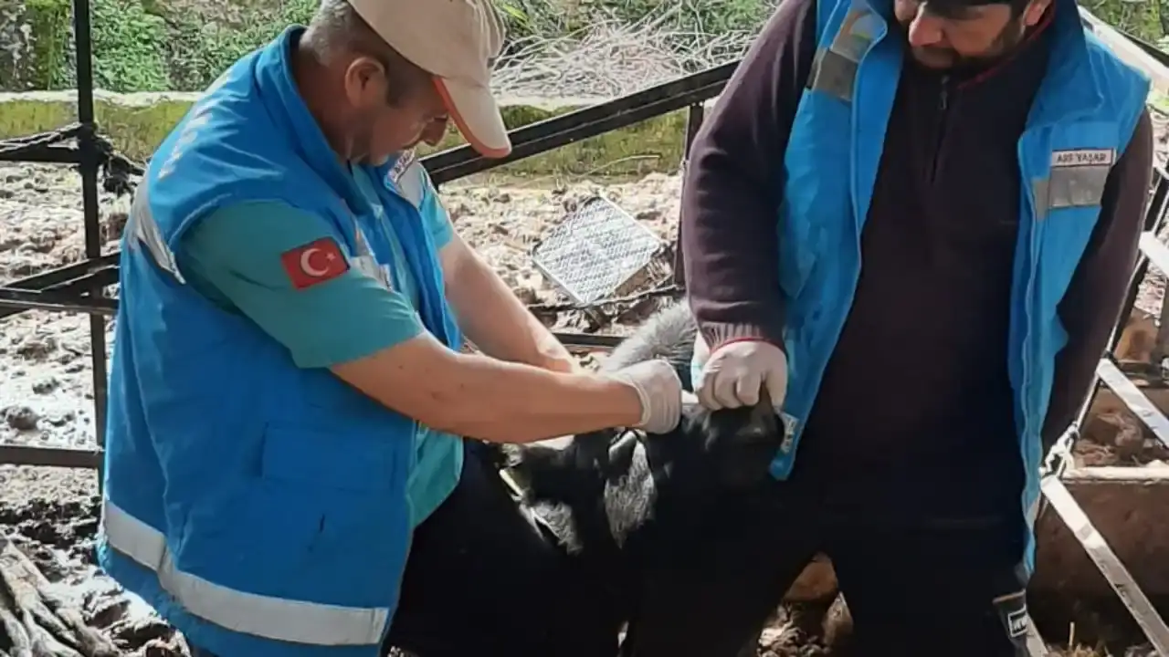 antalyada-sap-ve-brucella-asilamalari-suruyor