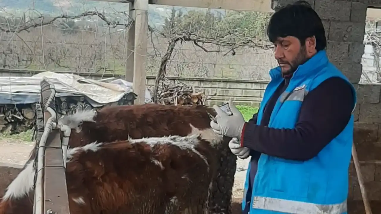 antalyada-sap-ve-brucella-asilamalari-suruyor