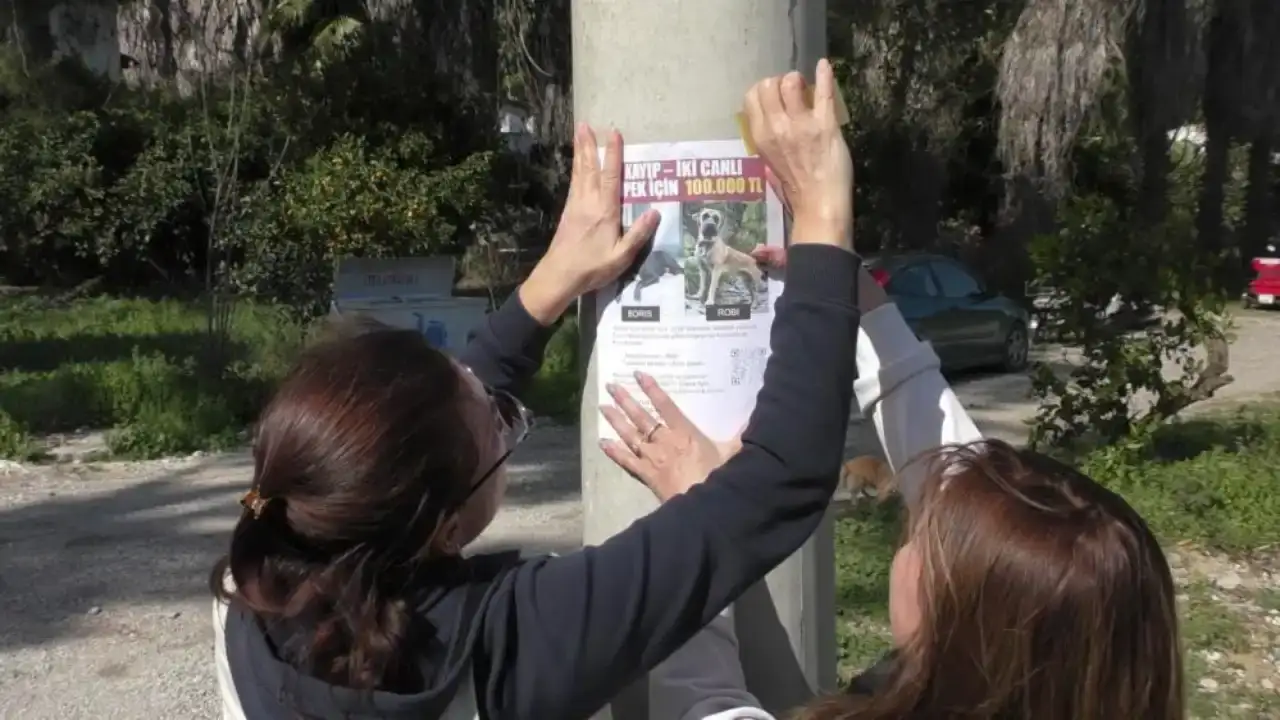 kemerde-yasayan-rus-ailelerin-kaybolan-kopeklerini-bulana-100-bin-tl-odul