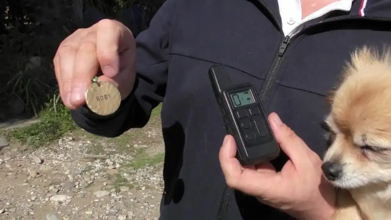 kemerde-yasayan-rus-ailelerin-kaybolan-kopeklerini-bulana-100-bin-tl-odul