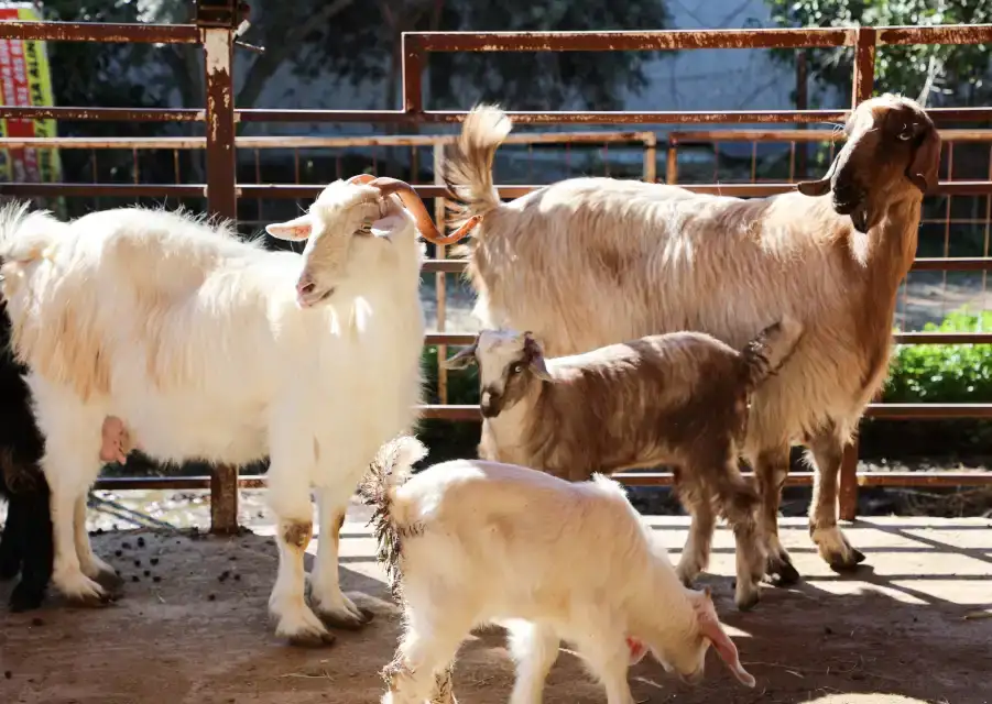 dosemealtidan-kucukbas-ureticilerine-destek-hayvanlara-ucretsiz-parazit-ilaci-yapildi