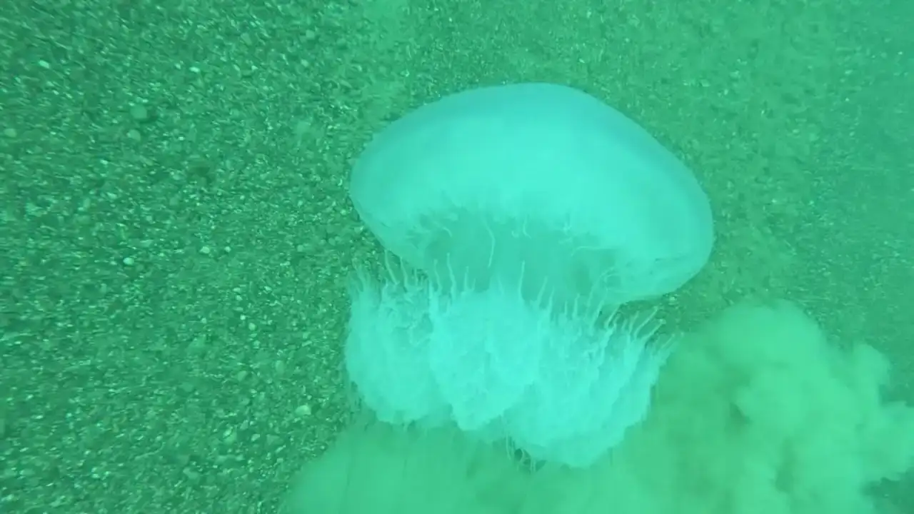 uzman-uyardi-antalya-korfezinde-dev-denizanalari-alarmi-veriyor