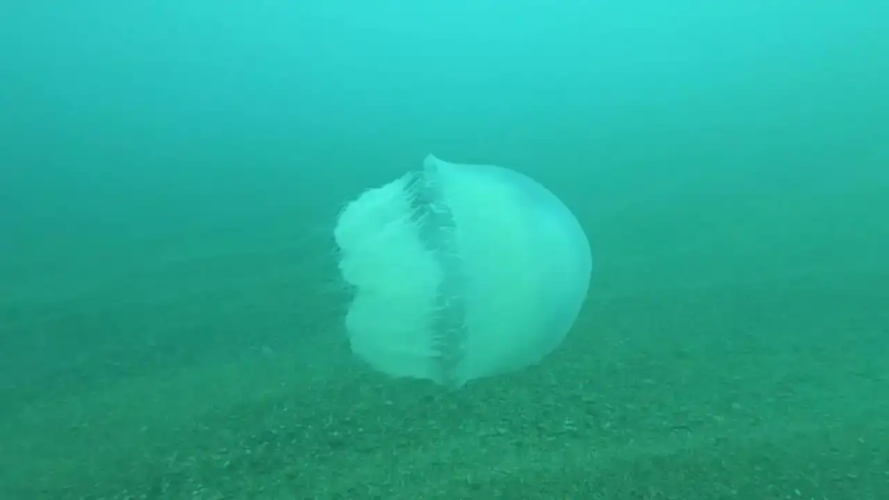 uzman-uyardi-antalya-korfezinde-dev-denizanalari-alarmi-veriyor