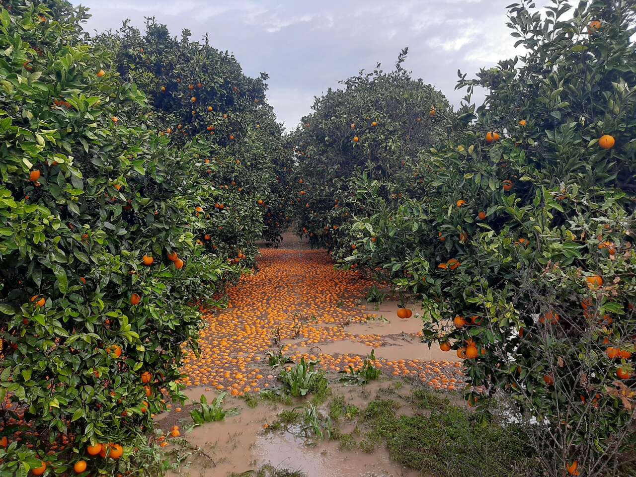 antalyada-iklim-dengesi-degisiyor