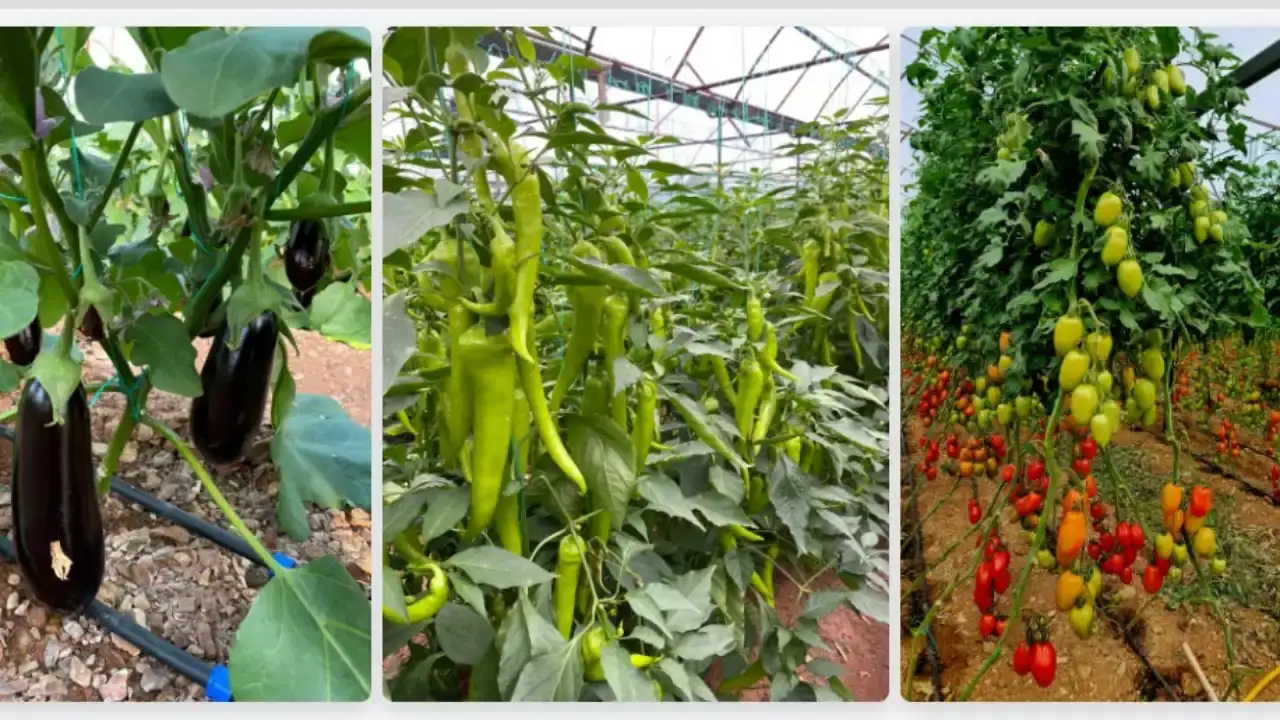 uzmandan-akdenizde-domates-biber-ve-patlican-uretimi-icin-yeni-model