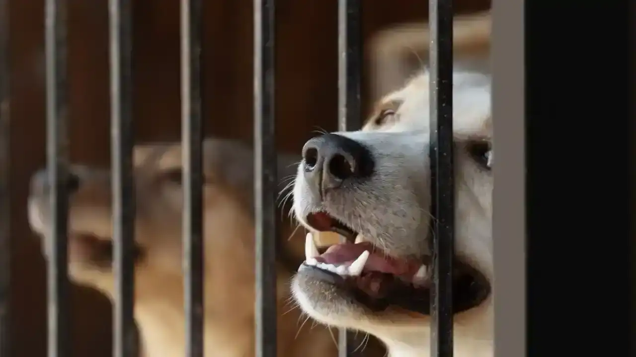 kumlucada-hayvan-bakimevindeki-avukatlara-yapilan-saldiriya-sorusturma