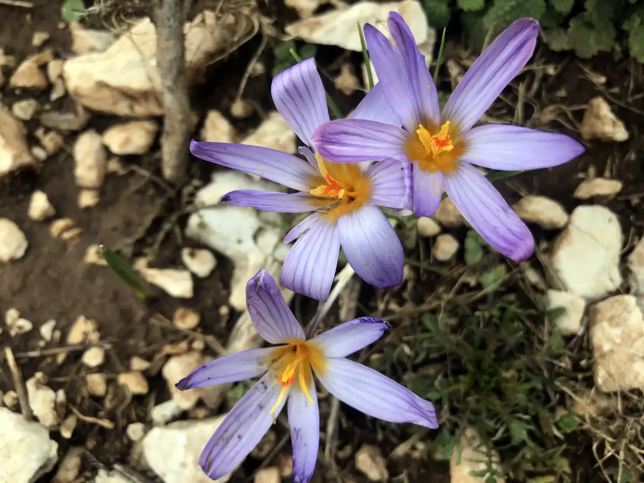 antalyadan-7-milyon-kardelen-sogani-avrupaya-ihrac-edilecek