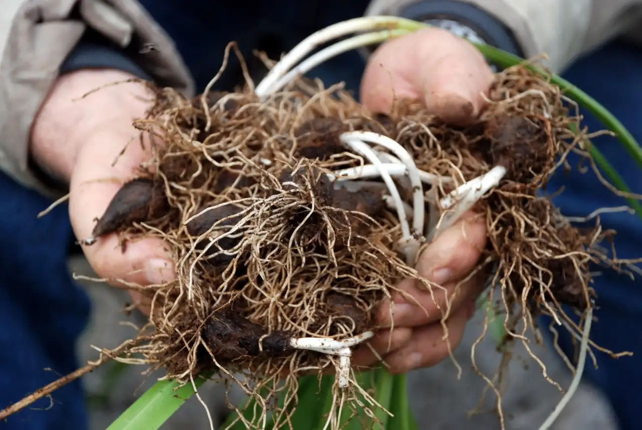 antalyadan-7-milyon-kardelen-sogani-avrupaya-ihrac-edilecek