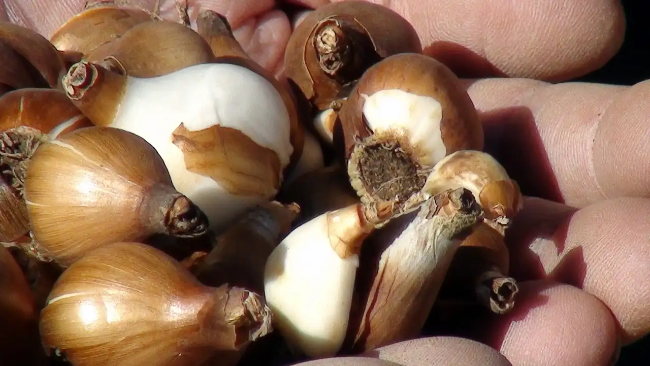 antalyadan-7-milyon-kardelen-sogani-avrupaya-ihrac-edilecek