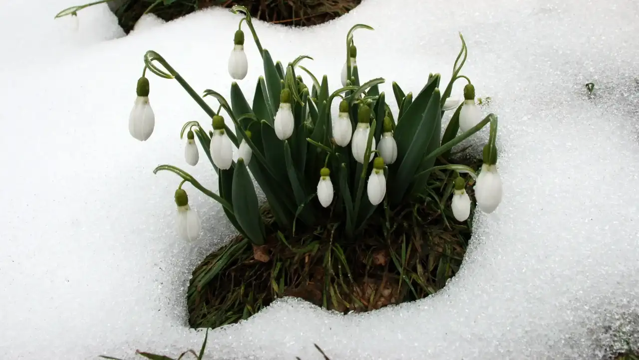 antalyadan-7-milyon-kardelen-sogani-avrupaya-ihrac-edilecek