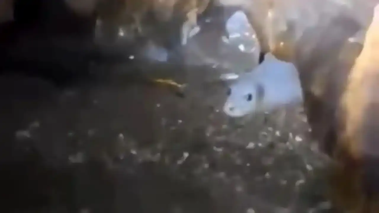 nesli-tukenmekte-olan-akdeniz-foklarina-utanc-verici-tur