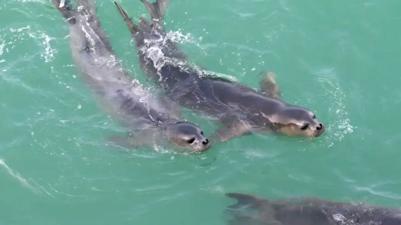 nesli-tukenmekte-olan-akdeniz-foklarina-utanc-verici-tur