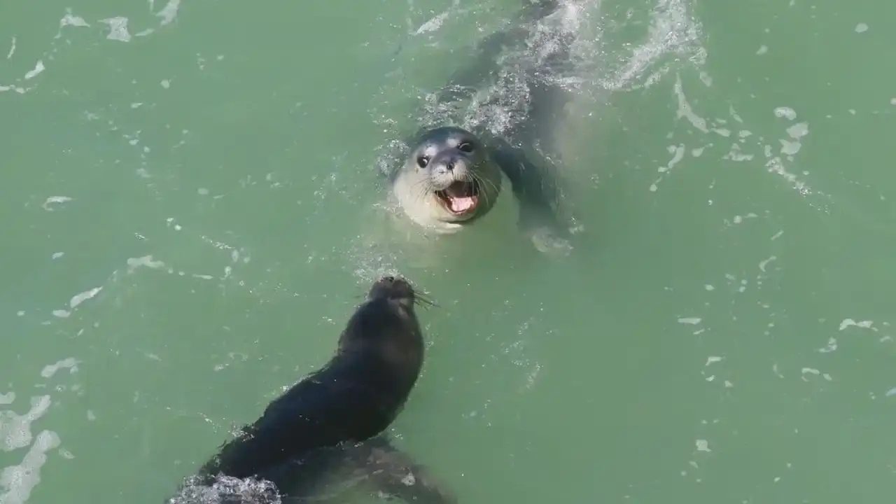 nesli-tukenmekte-olan-akdeniz-foklarina-utanc-verici-tur