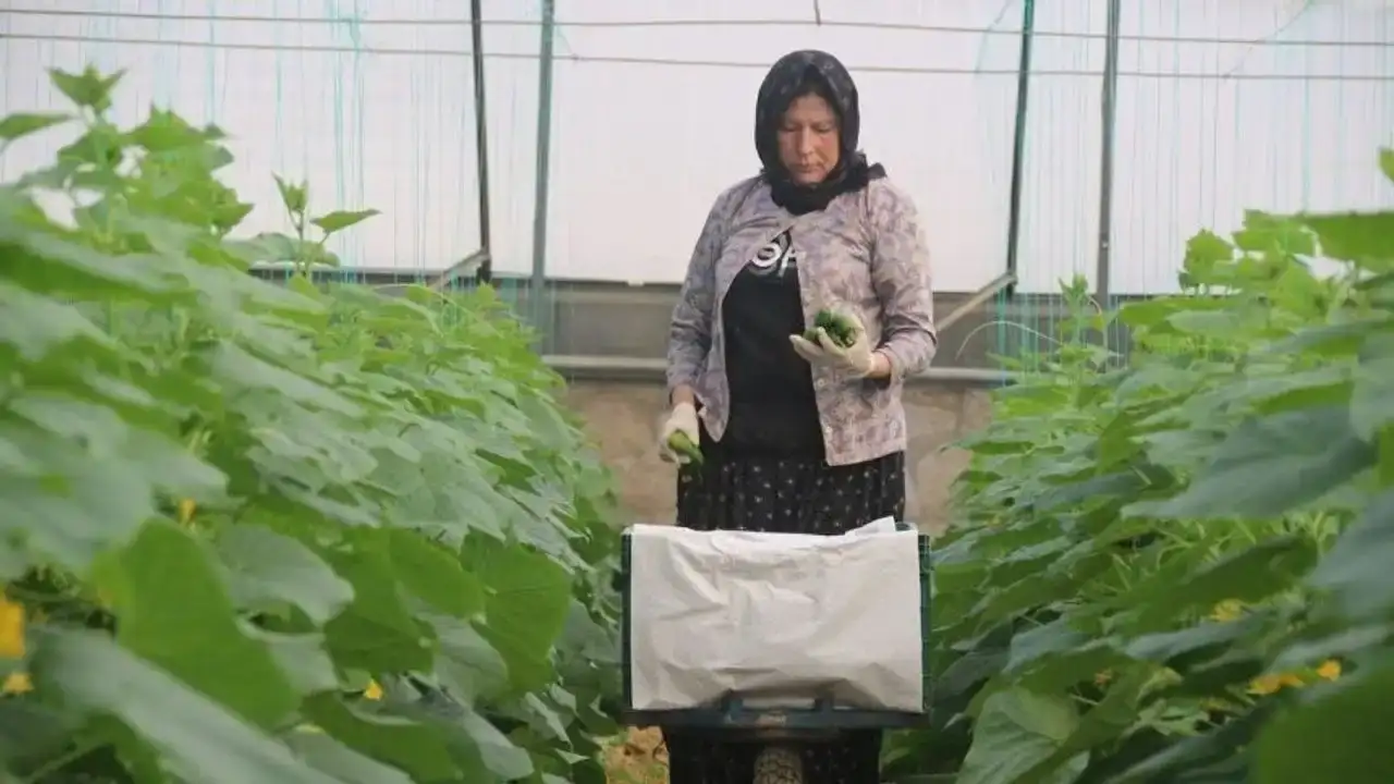 ihrac-edilen-biberler-bulgaristandan-dondu-zmo-antalya-sube-baskani-kacindan-uyari