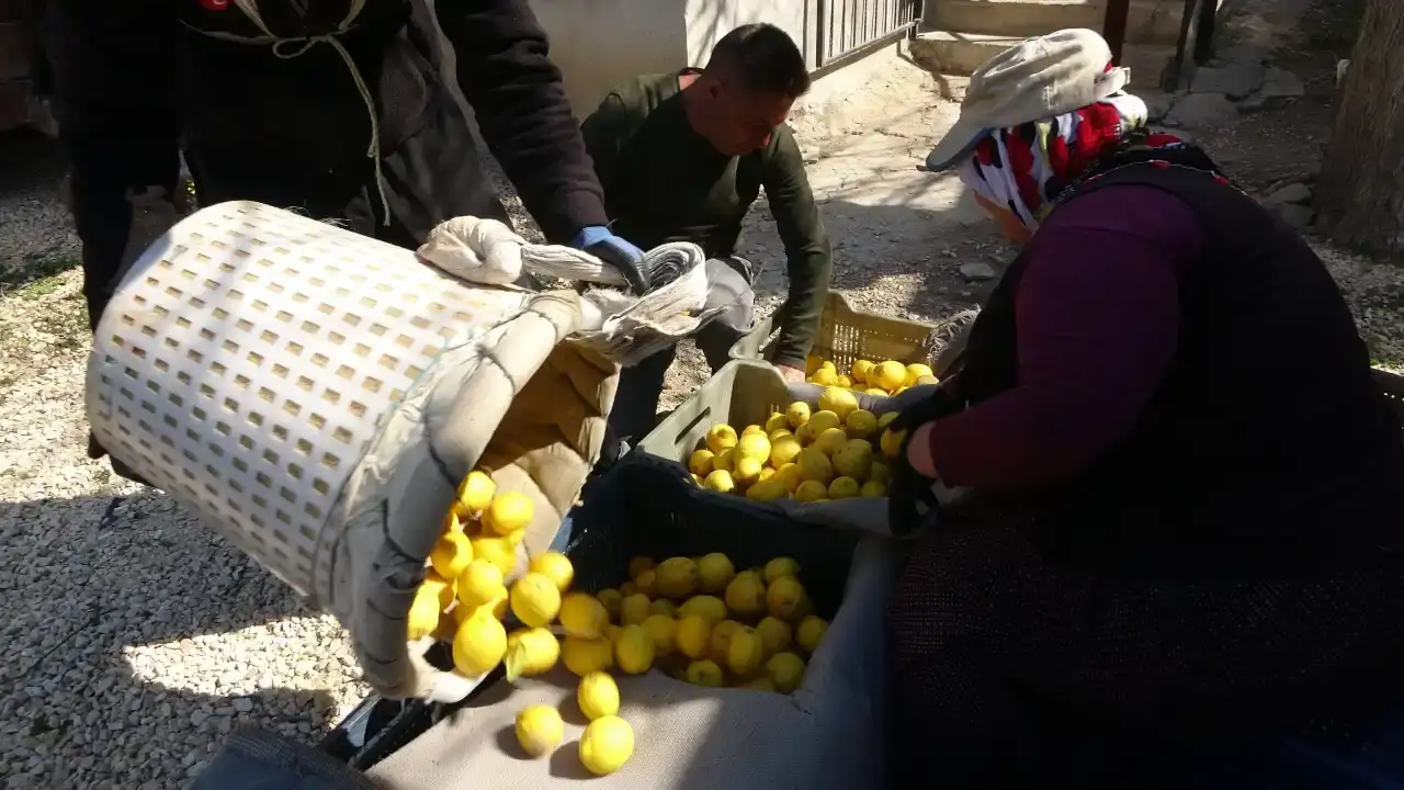 limonun-baskenti-mersinde-garip-tezat