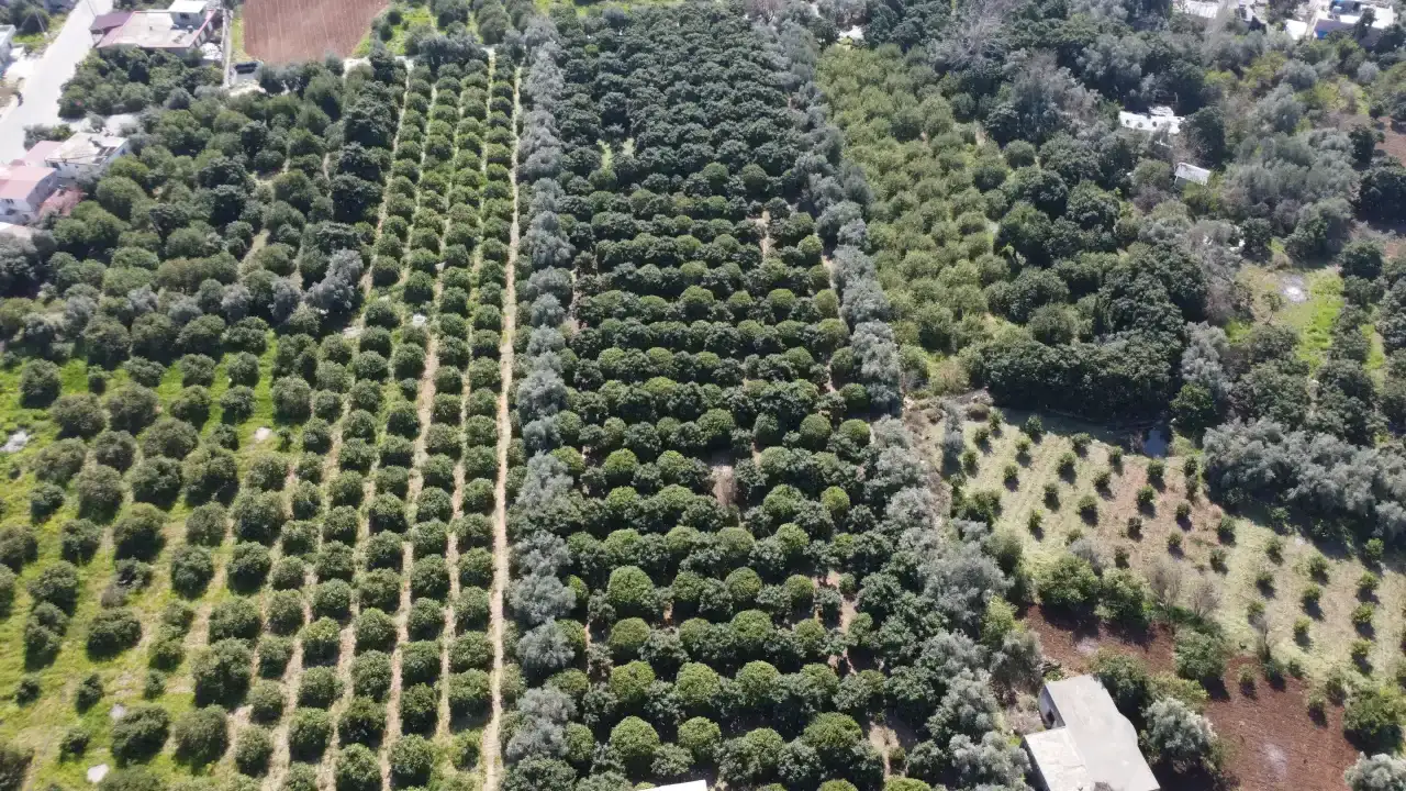 limonun-baskenti-mersinde-garip-tezat