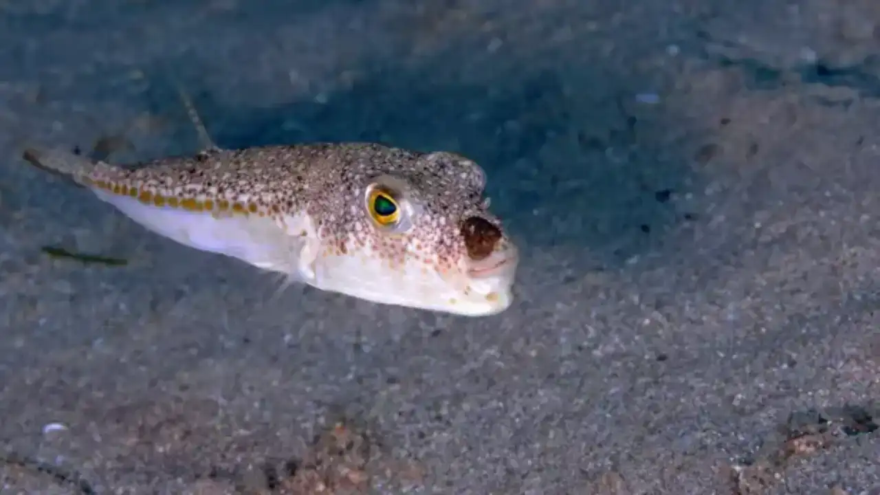 uzman-aydin-uyardi-akdenizdeki-deniz-urunlerinde-zehirlenme-riski-var