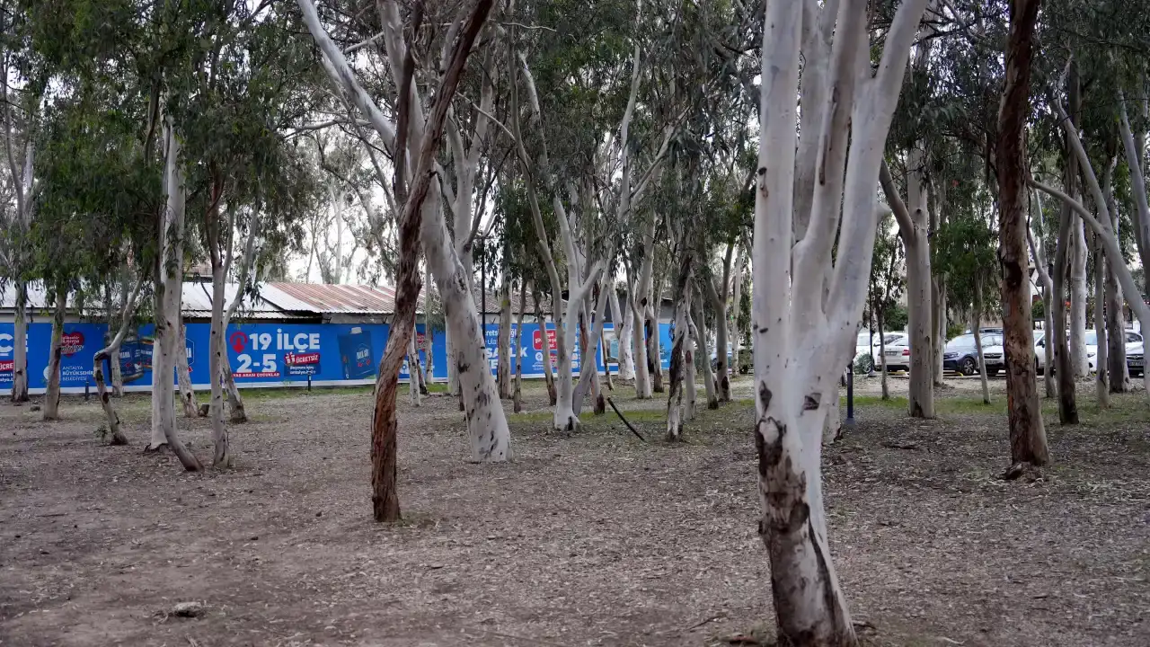 alper-tuydes-antalyada-okaliptus-agaclari-koklenmeli