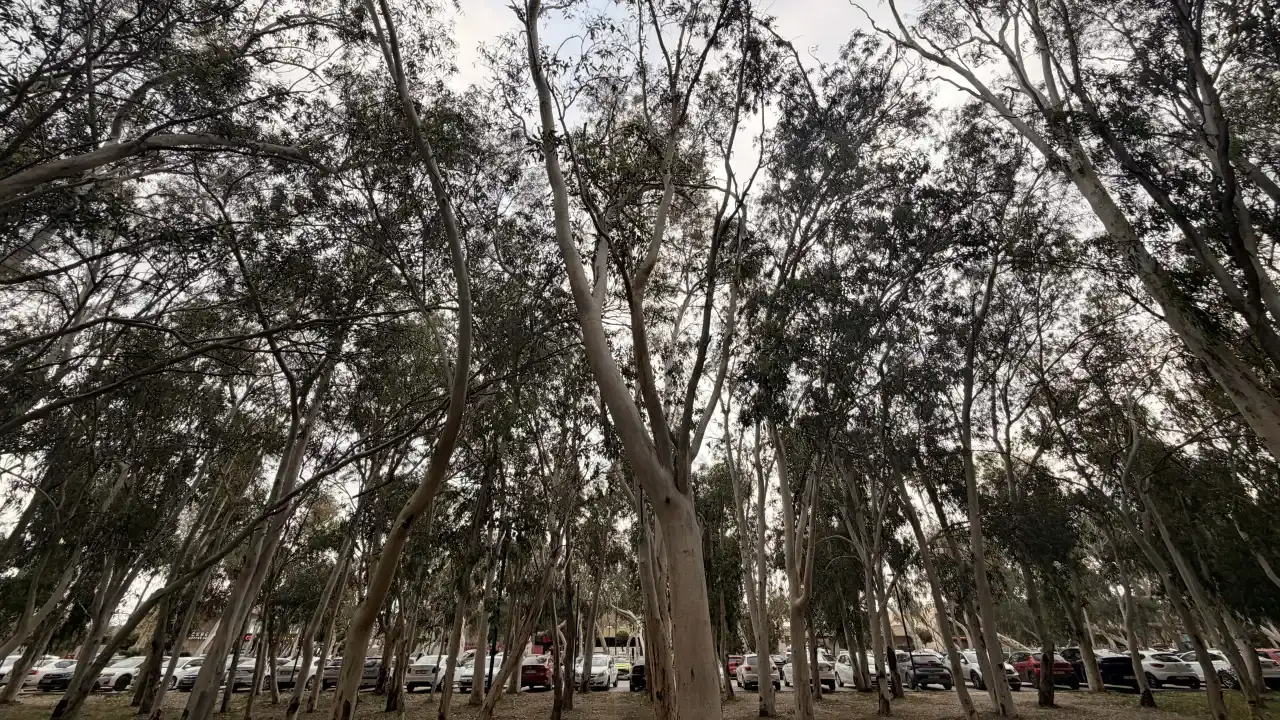 alper-tuydes-antalyada-okaliptus-agaclari-koklenmeli