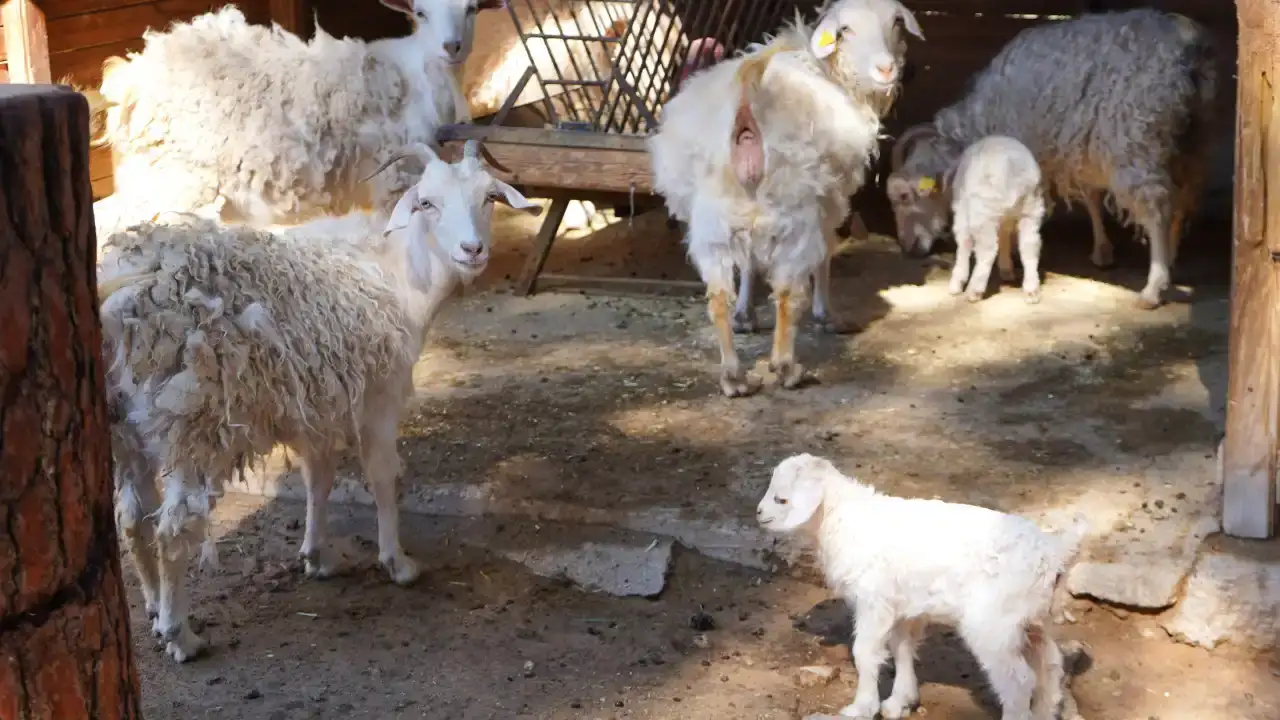 antalya-dogal-yasamda-yavrular-mesaisi-basladi