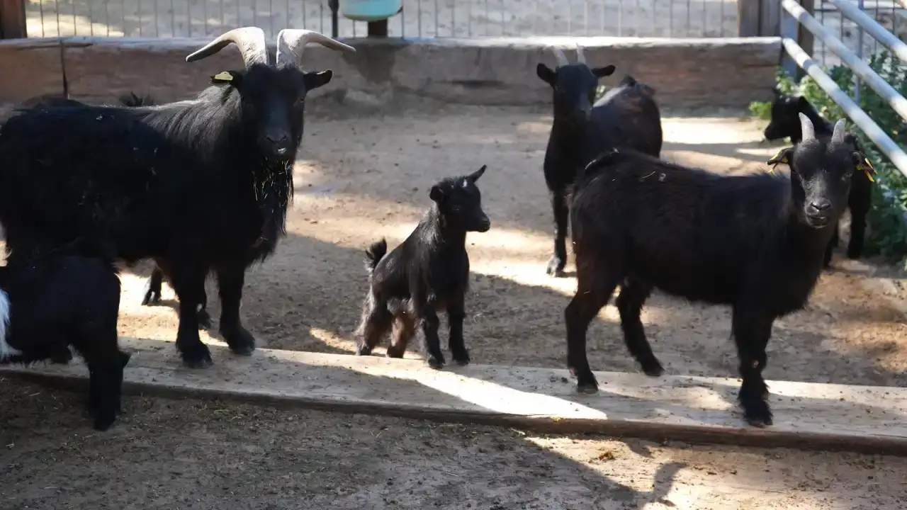 antalya-dogal-yasamda-yavrular-mesaisi-basladi