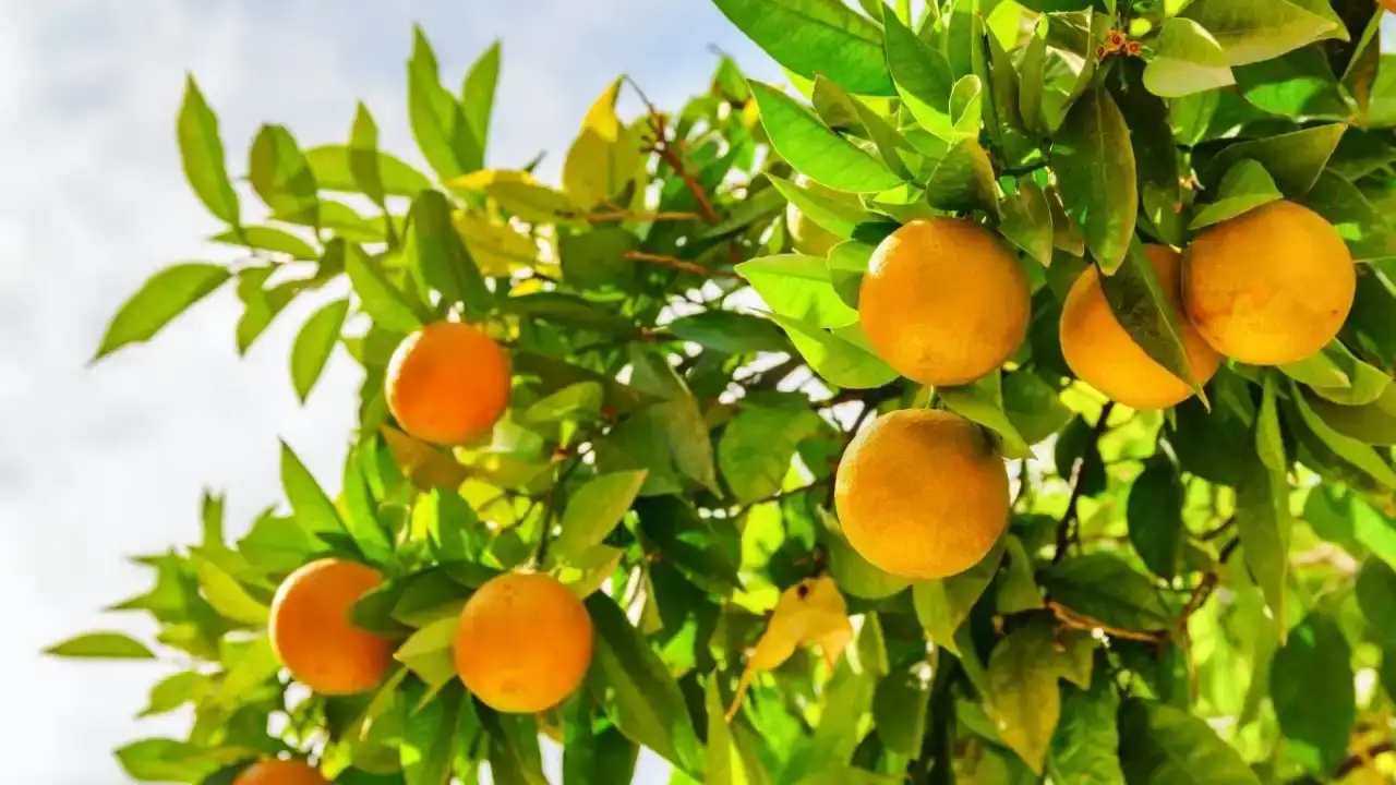 tarim-ureticisinin-maliyet-yuku-artiyor