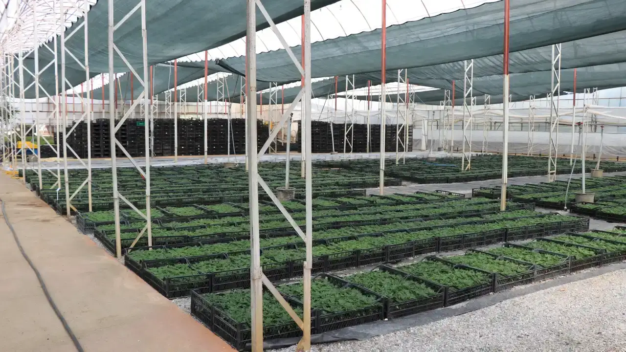 alanyada-kabirler-cicek-acacak