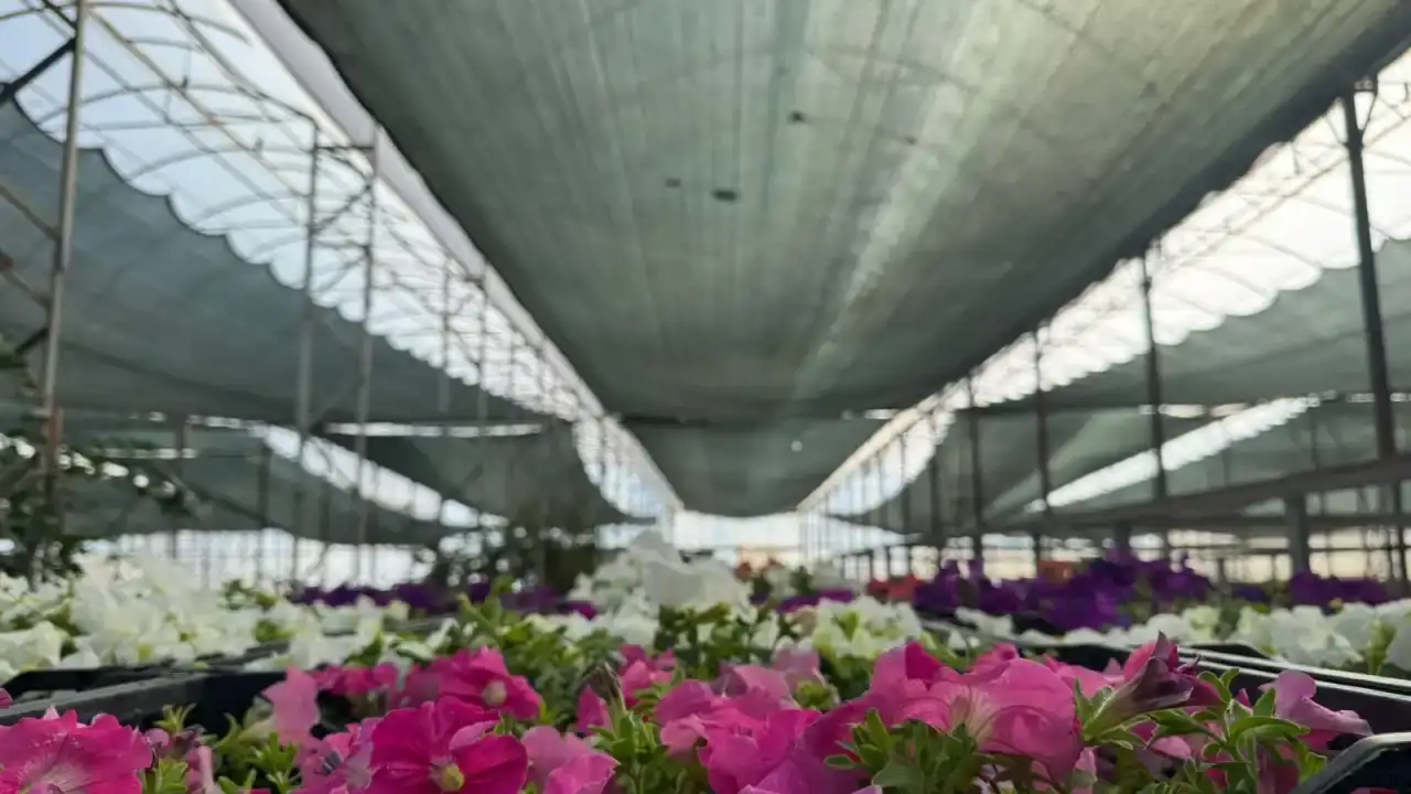 alanyada-kabirler-cicek-acacak