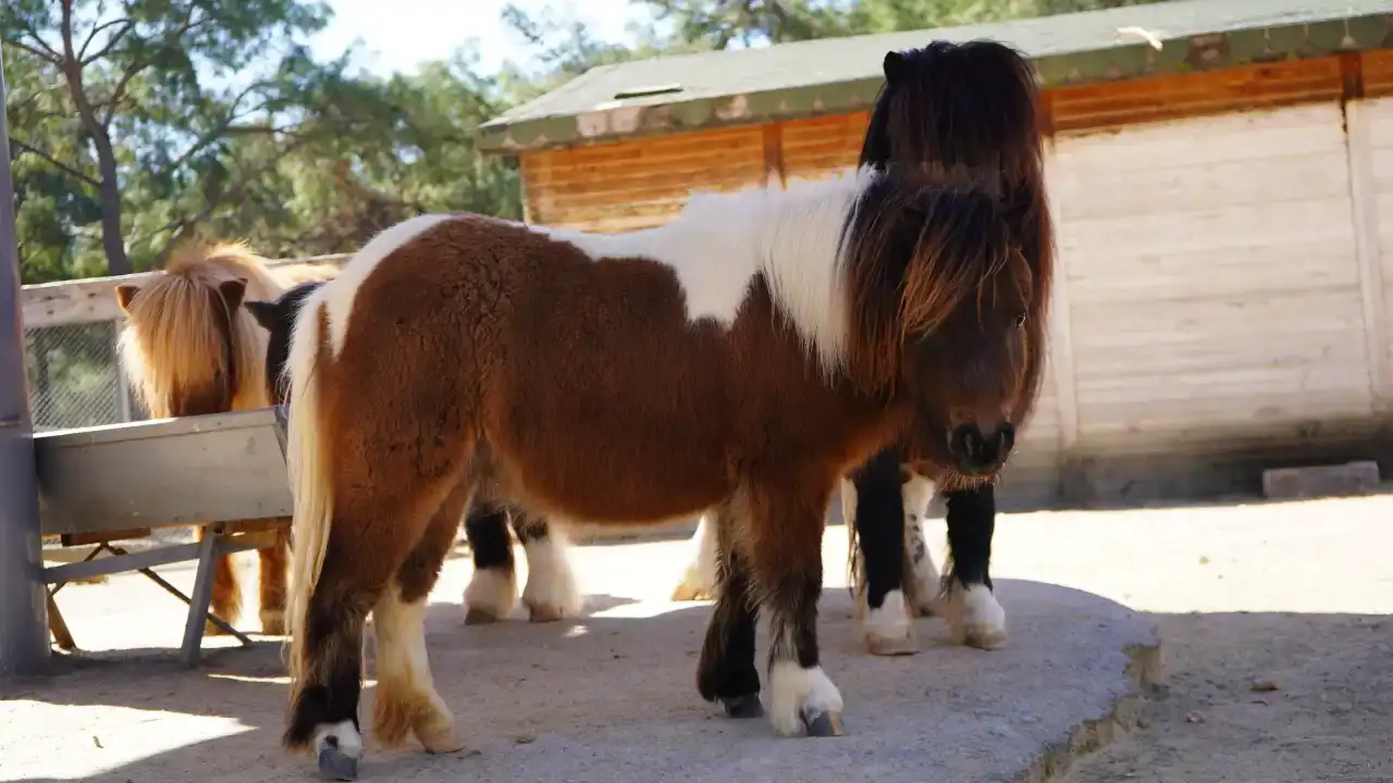 antalyada-kurtarilan-midilli-yavrusu-dogum-gununu-kutladi