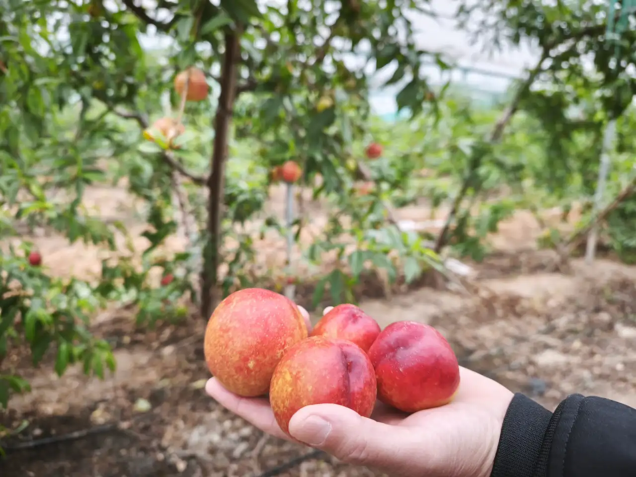 nektarin-hasadi-6