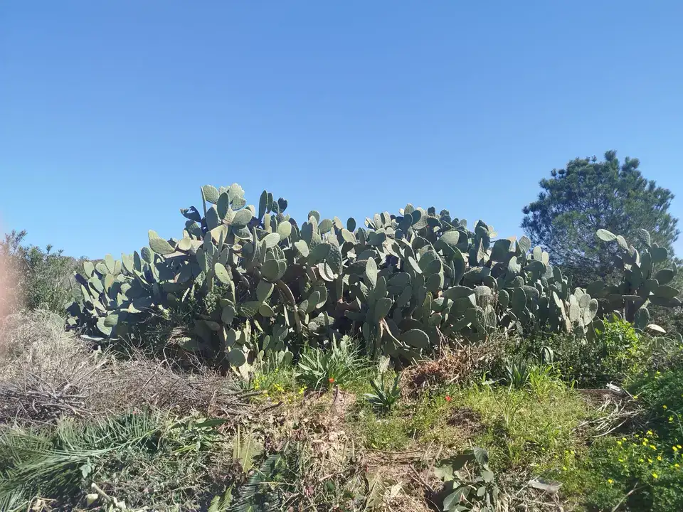 bati-akdenizde-frenk-yemisi-mercek-altinda