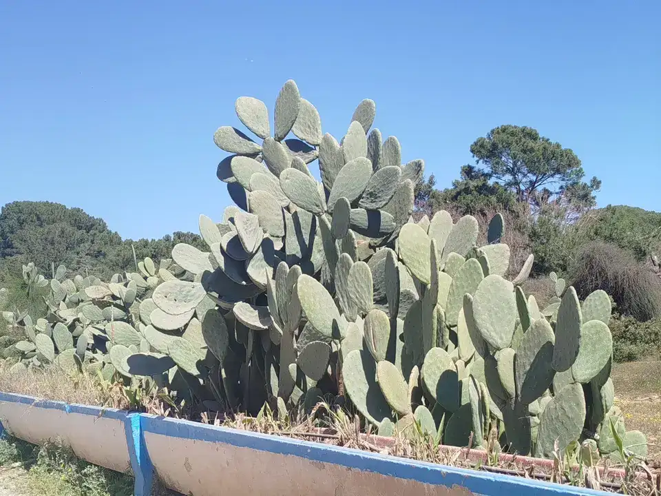 bati-akdenizde-frenk-yemisi-mercek-altinda