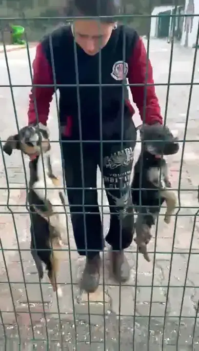 bucak-belediyesi-barinaginda-yavru-kopekler-oldu-o-goruntulere-sorusturma