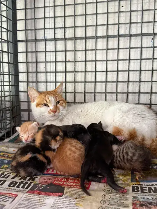 alanyada-oksuz-kopek-yavrularini-barinaktaki-kedi-sahiplendi