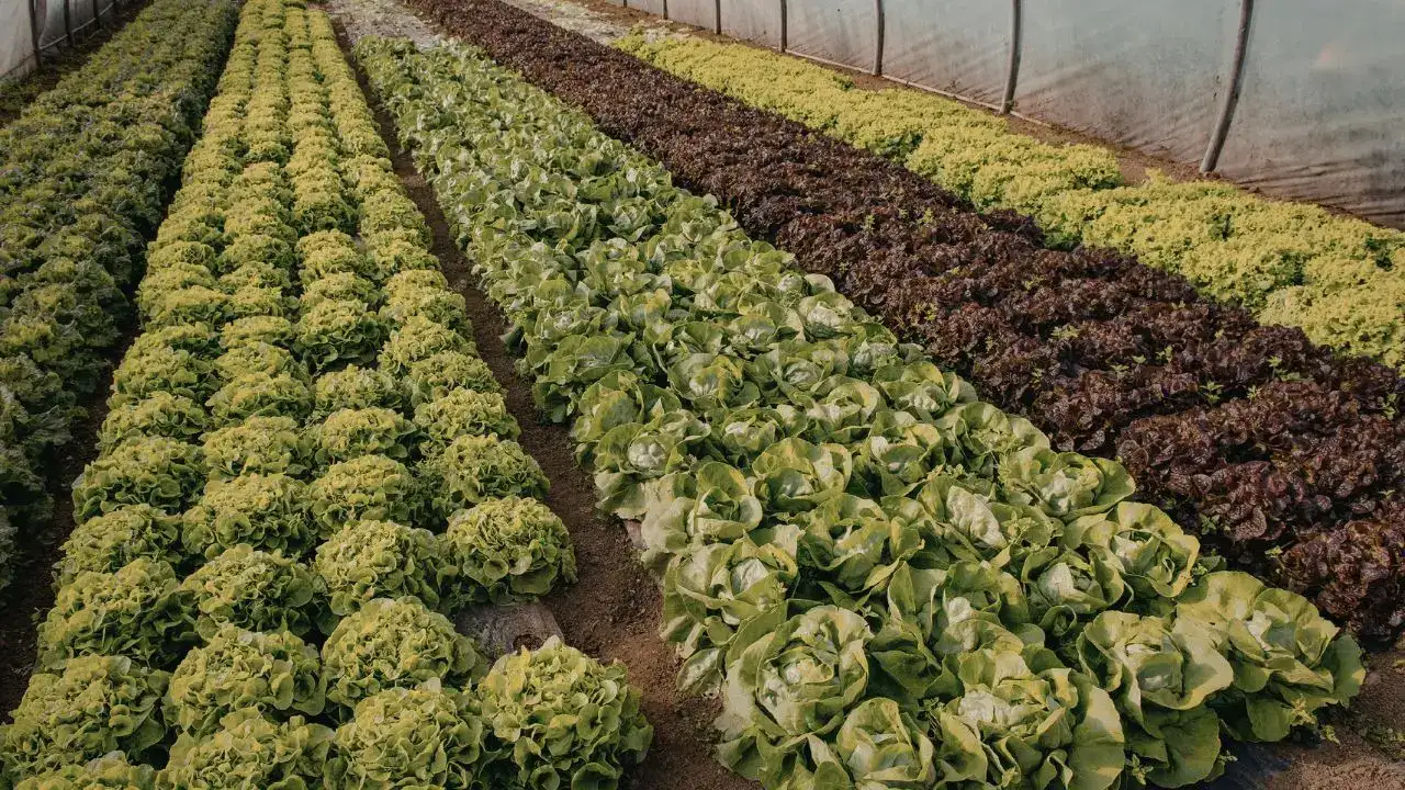 antalya-dahil-81-ilde-ciftcilere-cks-uyarisi-urun-guncellemeyi-unutmayin