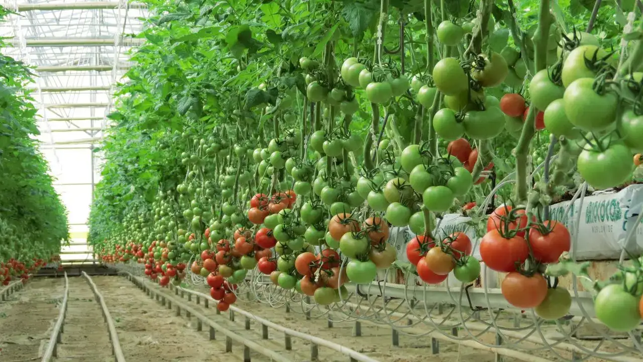 antalya-dahil-81-ilde-ciftcilere-cks-uyarisi-urun-guncellemeyi-unutmayin