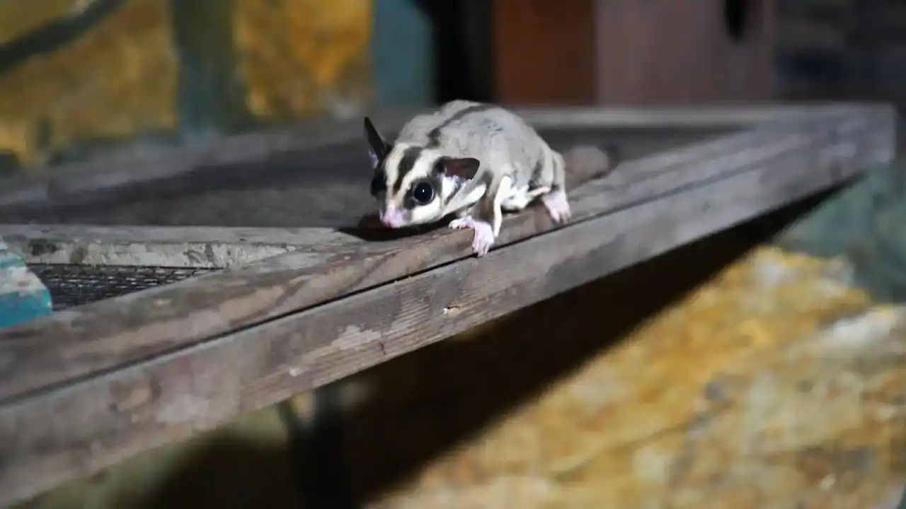 antalyada-kacak-33-seker-planoru-koruma-altina-alindi