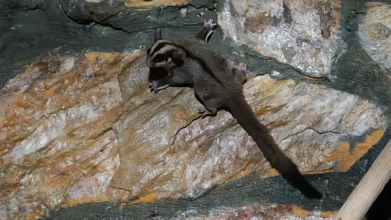 antalyada-kacak-33-seker-planoru-koruma-altina-alindi