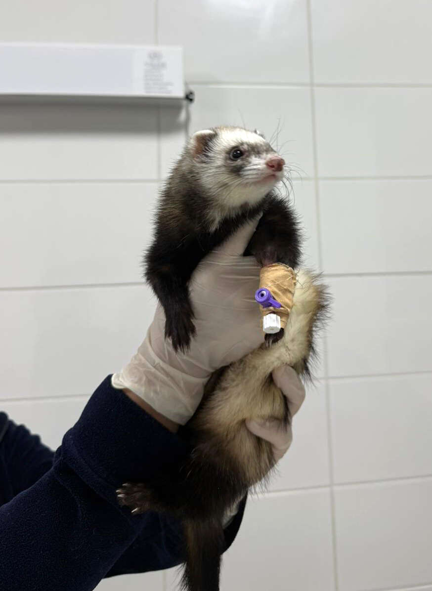 burdurda-olum-riski-tasiyan-gelincik-sagligina-kavustu