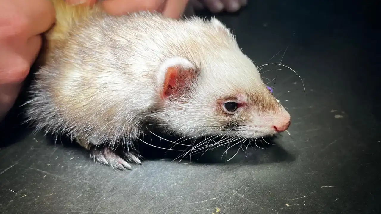 burdurda-olum-riski-tasiyan-gelincik-sagligina-kavustu