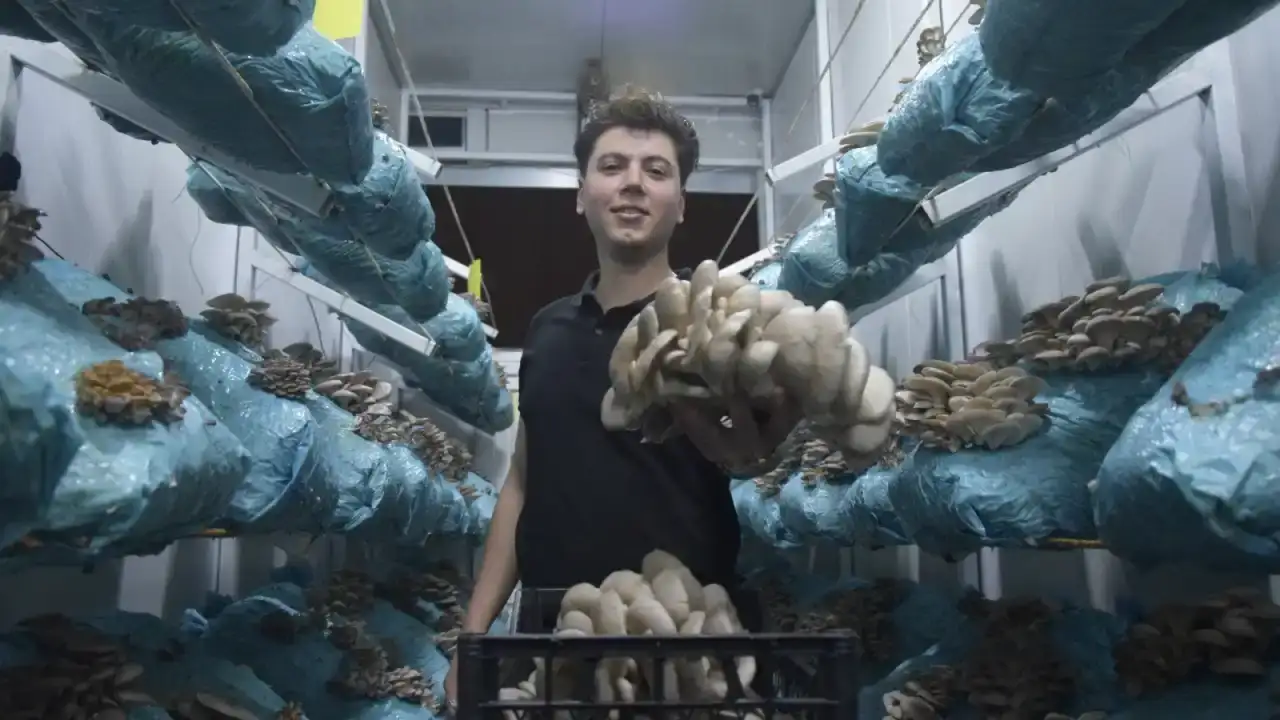 avukat-girisimci-mantara-yaptigi-yatirimla-yilda-290-ton-hasat-ediyor