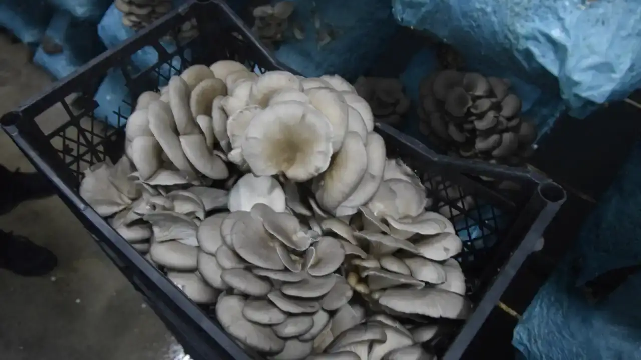 avukat-girisimci-mantara-yaptigi-yatirimla-yilda-290-ton-hasat-ediyor