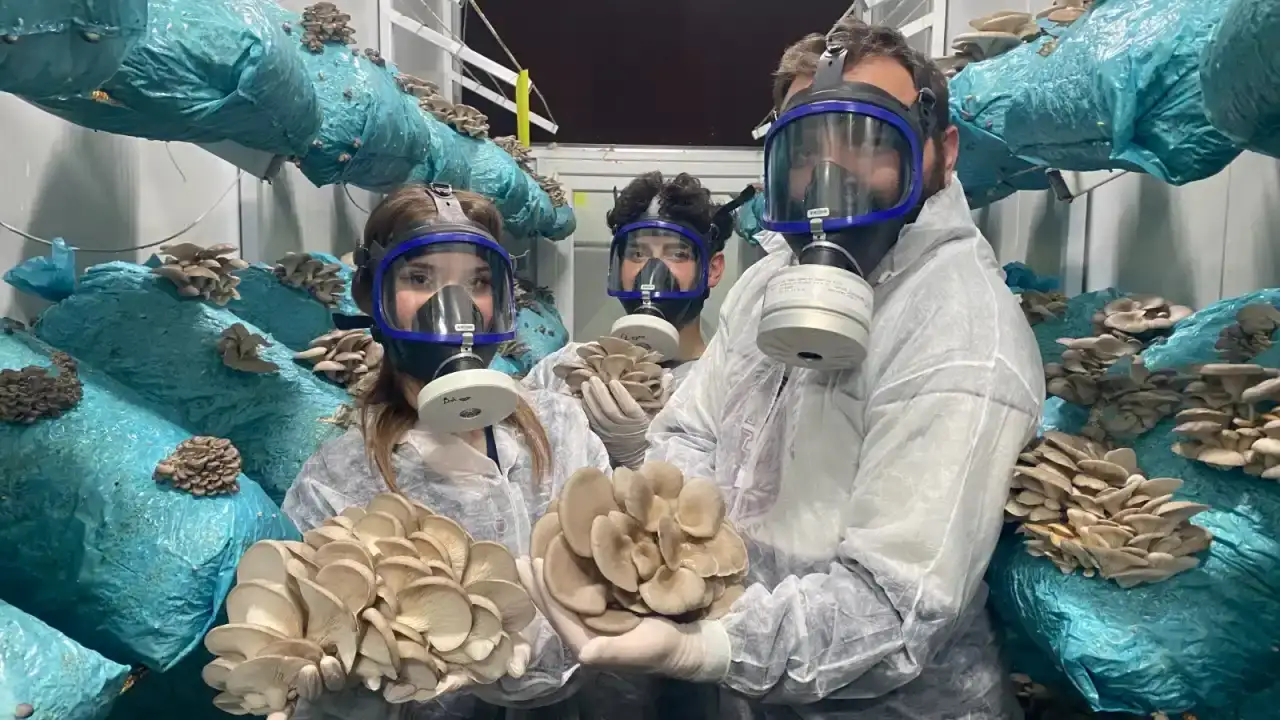 avukat-girisimci-mantara-yaptigi-yatirimla-yilda-290-ton-hasat-ediyor