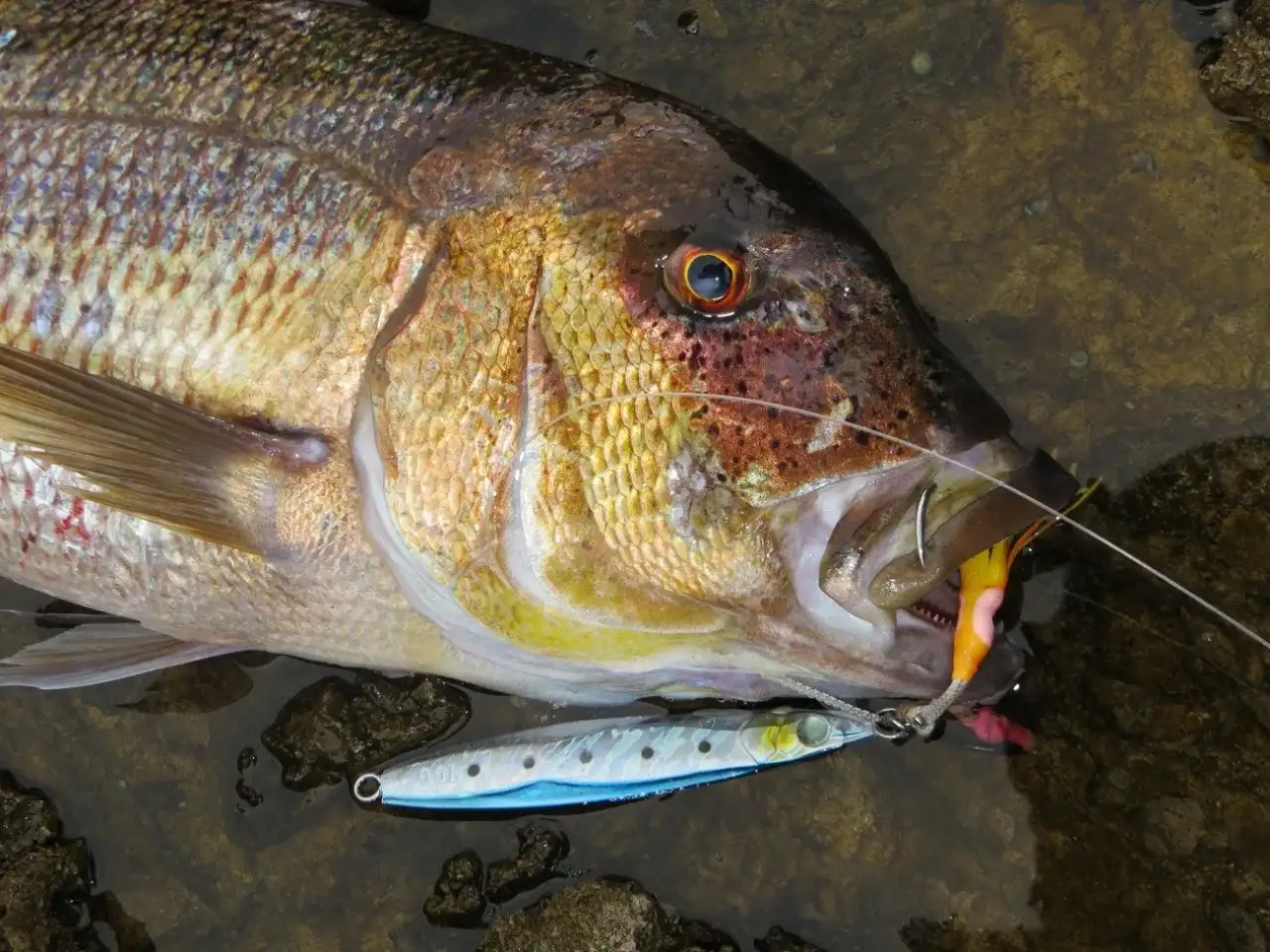 shore-jigging-sinarit