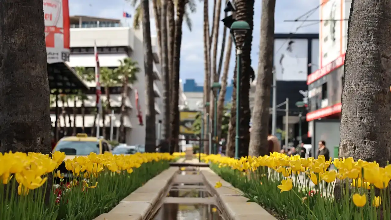 baharin-mujdecisi-laleler-antalya-sokaklarini-renklendirdi