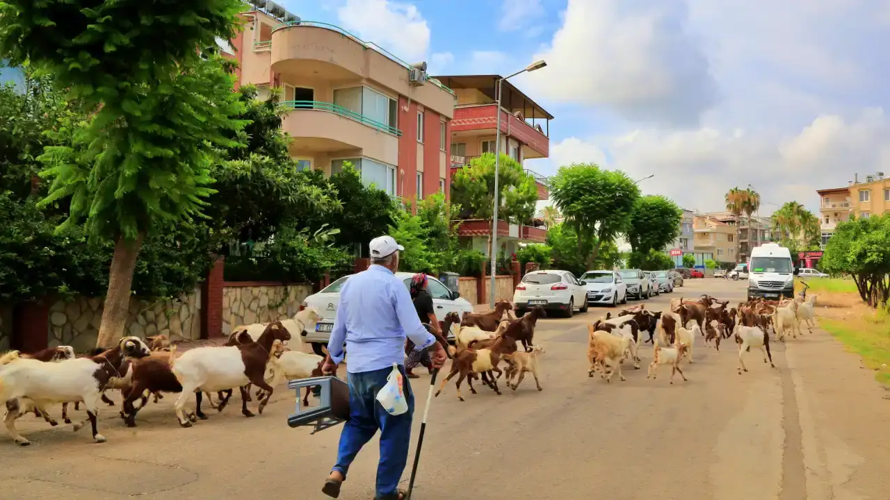 konyaaltinda-bir-sikayet-yarim-asirlik-uretimi-durdurdu