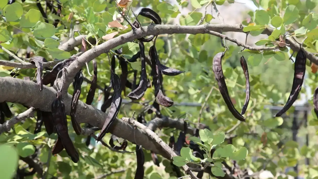 alanya-keciboynuzu-ab-tescili-yolunda