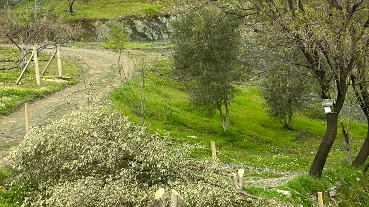 aksekide-tapu-karisikligi-iddiasi-3-bin-zeytin-agaci-katledildi
