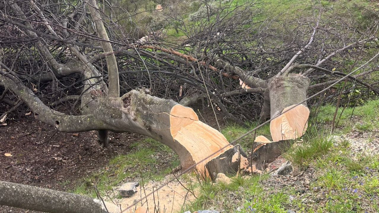 aksekide-tapu-karisikligi-iddiasi-3-bin-zeytin-agaci-katledildi