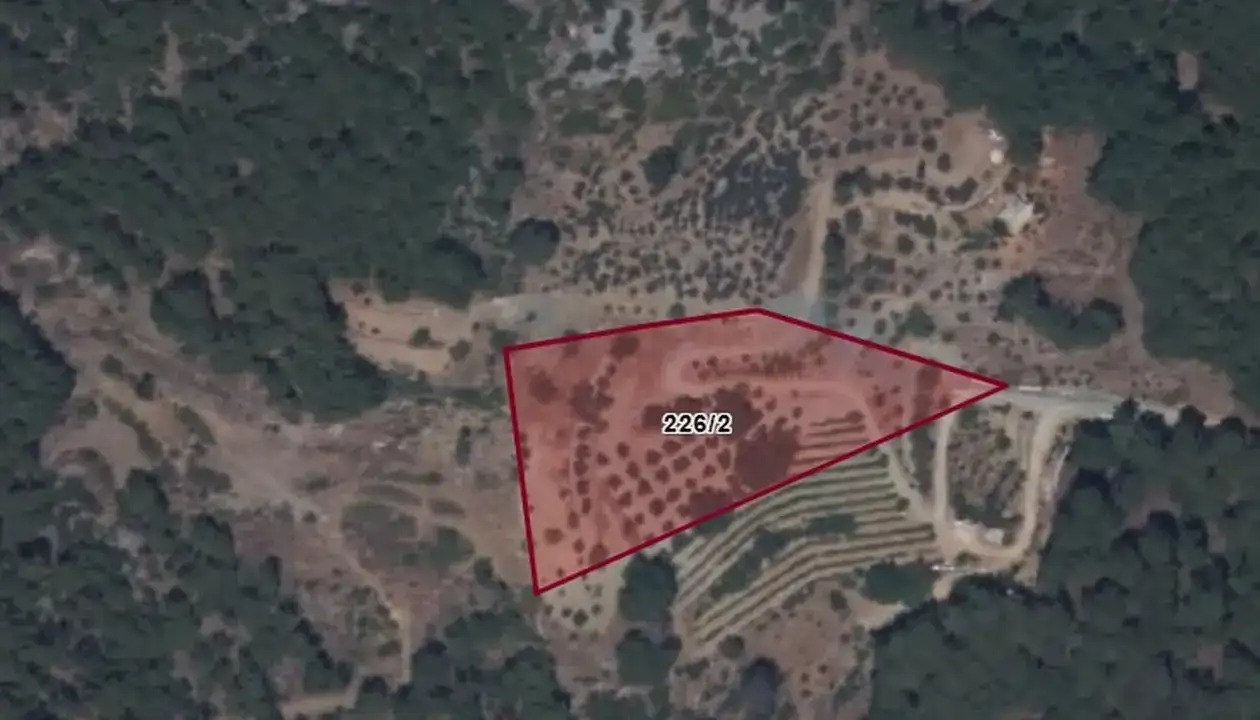 aksekide-tapu-karisikligi-iddiasi-3-bin-zeytin-agaci-katledildi